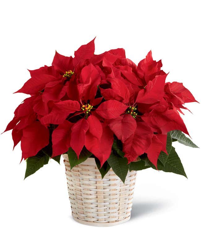 A red poinsettia in a woven container 