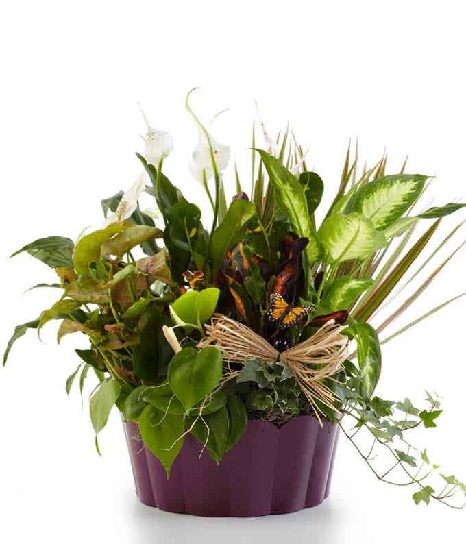 Green plant in a autumn container