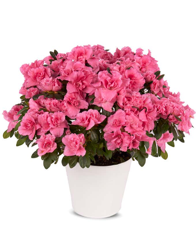 Pretty Pink Azalea House Plant