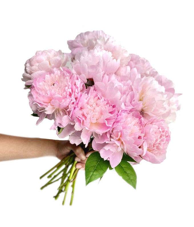 A stunning arrangement of 10 assorted pink peonies, optionally presented in a glass vase. These lush and fragrant peonies create a beautiful and elegant display, perfect for adding a touch of romance to any setting.