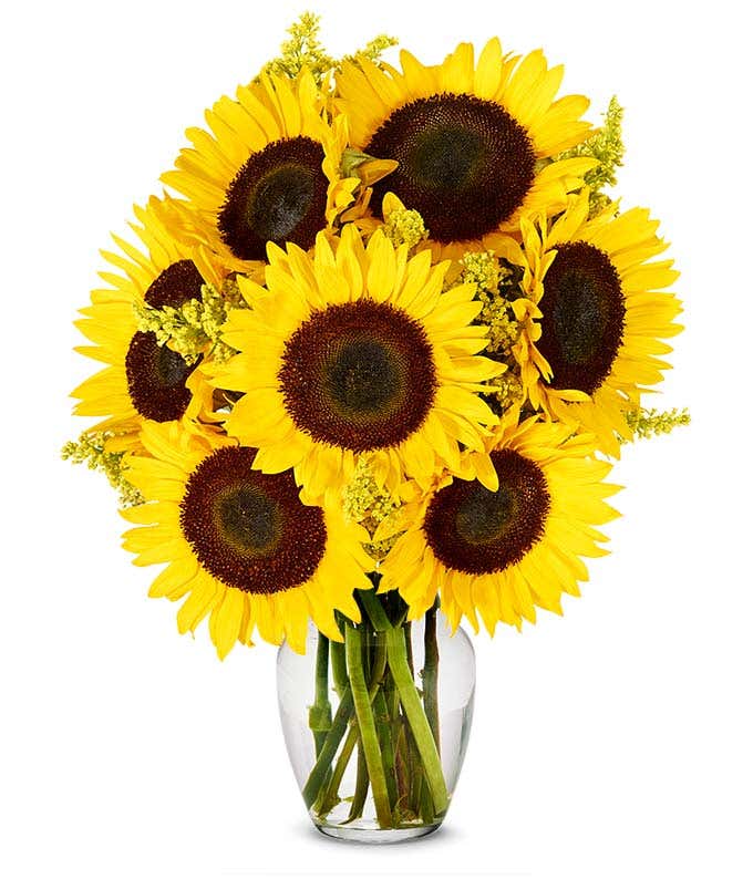 A vibrant arrangement featuring yellow sunflowers and golden solidago, optionally presented in a vase. This bright and cheerful display brings a touch of sunshine and warmth to any occasion. 