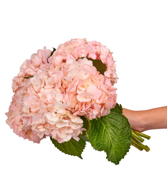 Pink Hydrangea Bouquet