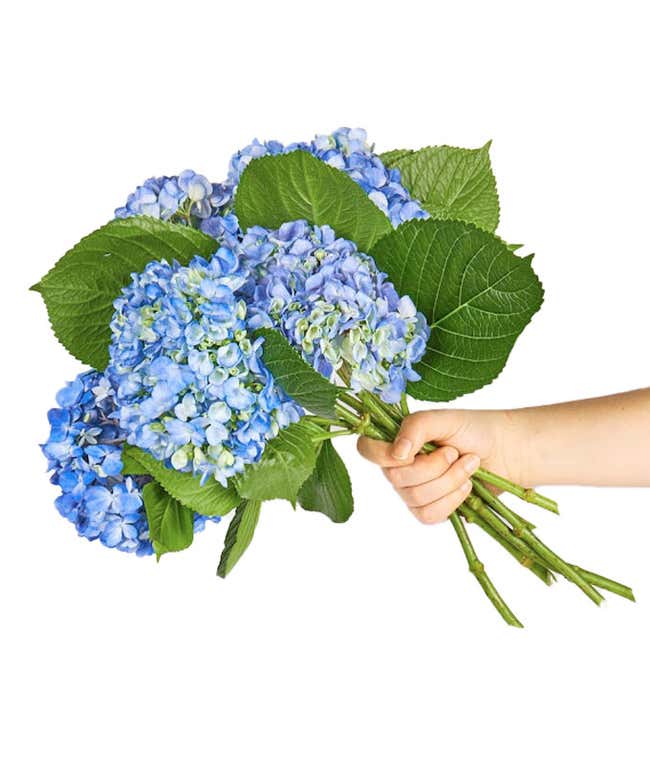 Blue Hydrangea Bouquet