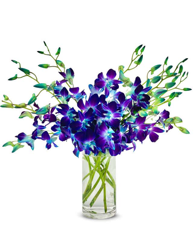 Galactic Blue Dendrobium Orchids