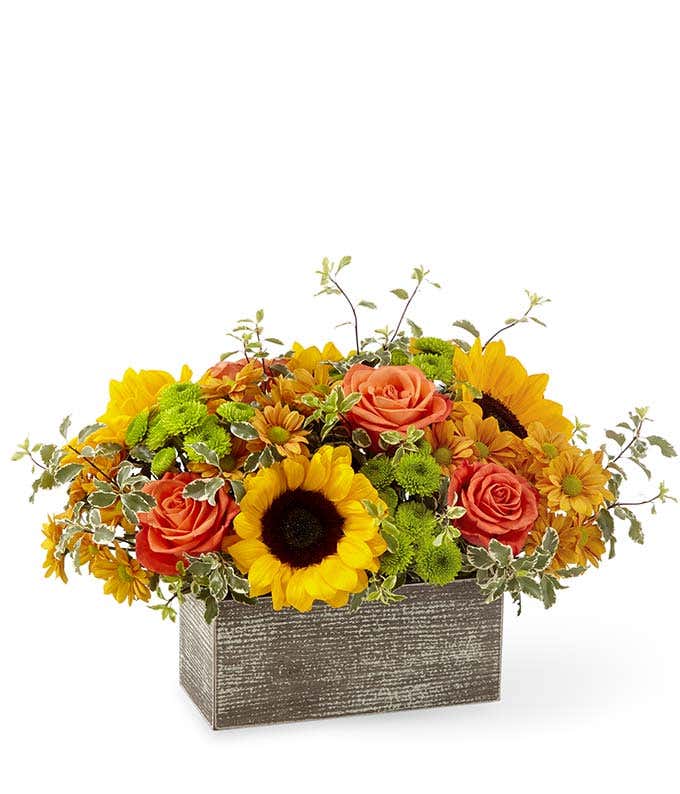  A cheerful floral arrangement featuring yellow sunflowers, butterscotch daisy poms, green button poms, and green pittosporum.