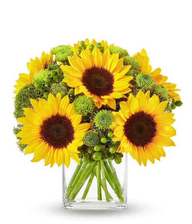  A bright floral arrangement featuring sunflowers and green hypericum, elegantly displayed in a clear cube vase.