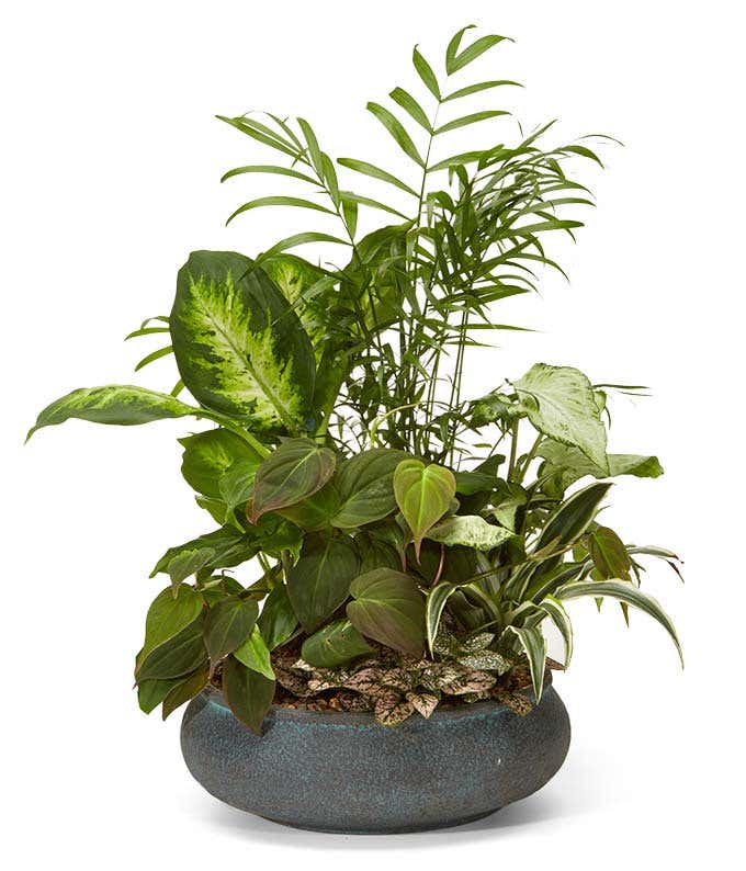 Luxury Dish Garden Plant