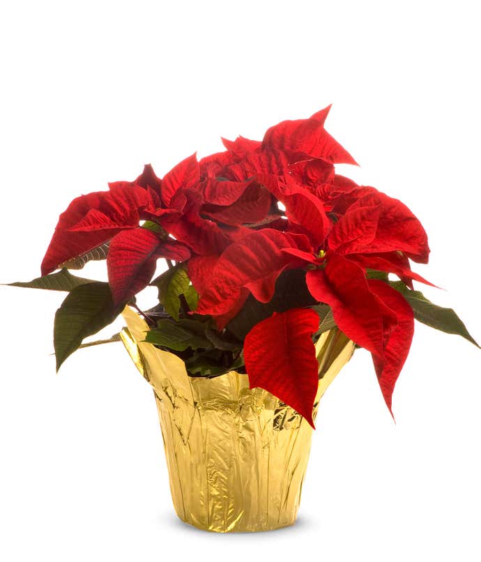 Christmas poinsettia for delivery today or next day