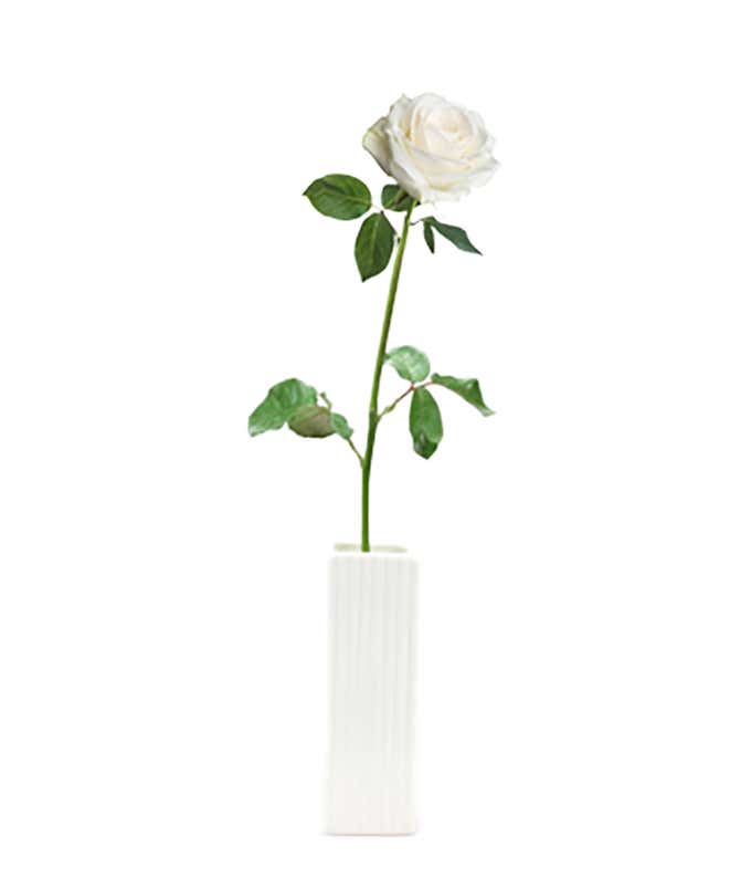 Single White Rose