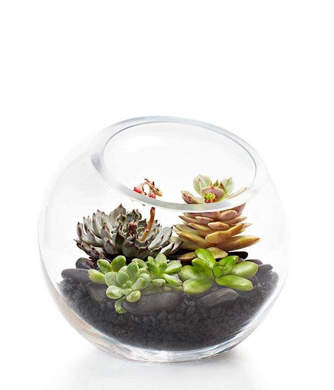 Succulent Terrarium Delivery