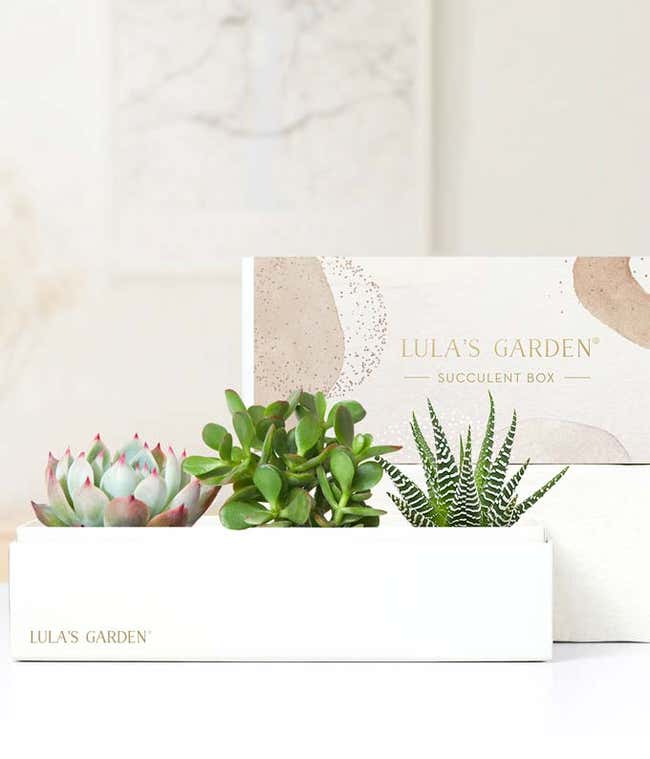 Lula's Garden &reg; Jewel Succulent Gift