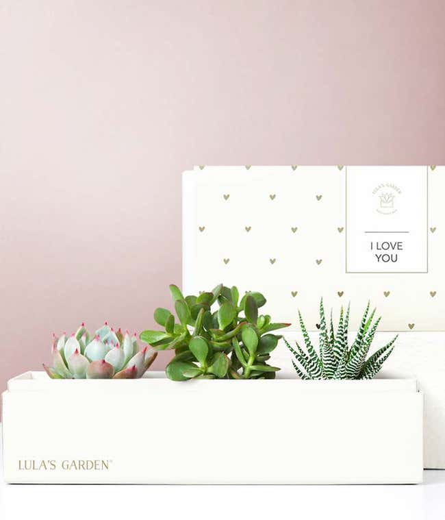 Lula's Garden &reg; I Love You Jewel Succulent Box