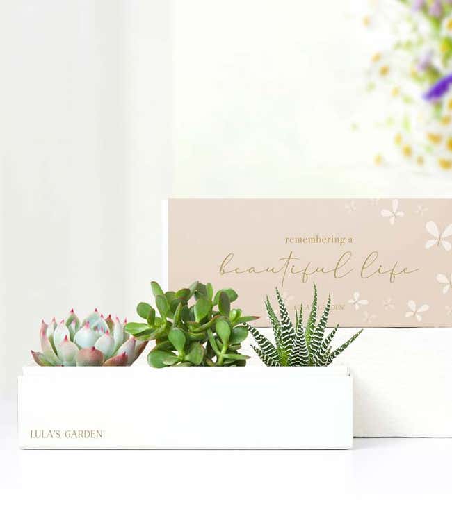 Cherished Memories Lula's Garden &reg; Jewel Succulent Gift