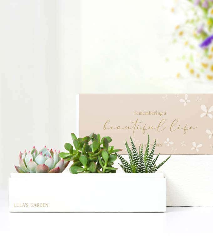 Cherished Memories Lula's Garden  Jewel Succulent Gift