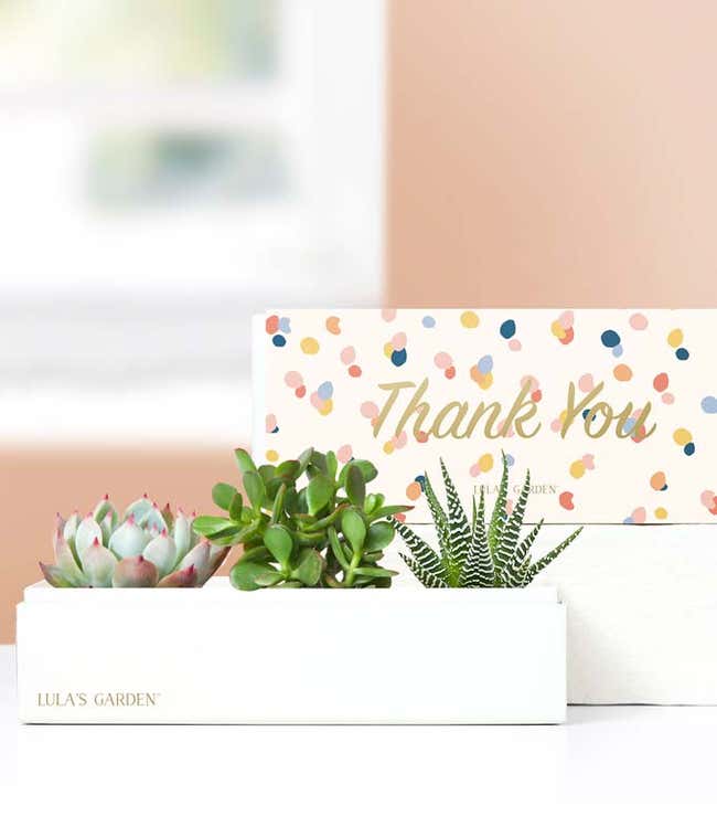 Lula's Garden &reg; Thank You Jewel Succulent Box