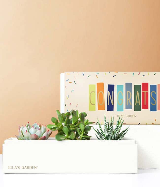 Lula's Garden &reg; Congratulations Jewel Succulent Box