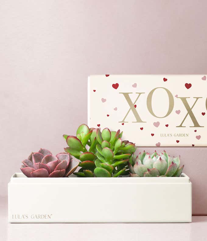 Lula's Garden  XOXO Jewel Succulent Box