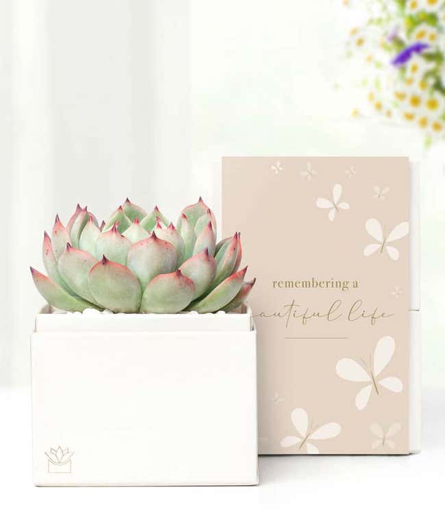 Cherished Memories Lula's Garden &reg; Bliss Succulent Gift