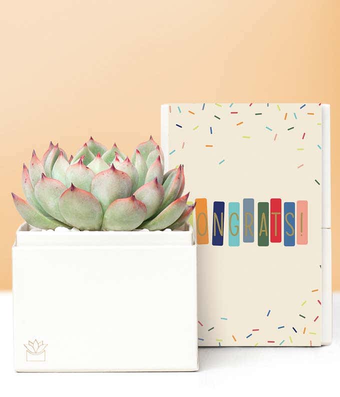 Lula's Garden  Congratulations Bliss Succulent Gift