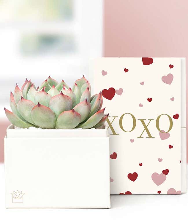 Lula's Garden &reg; XOXO Bliss Succulent Gift