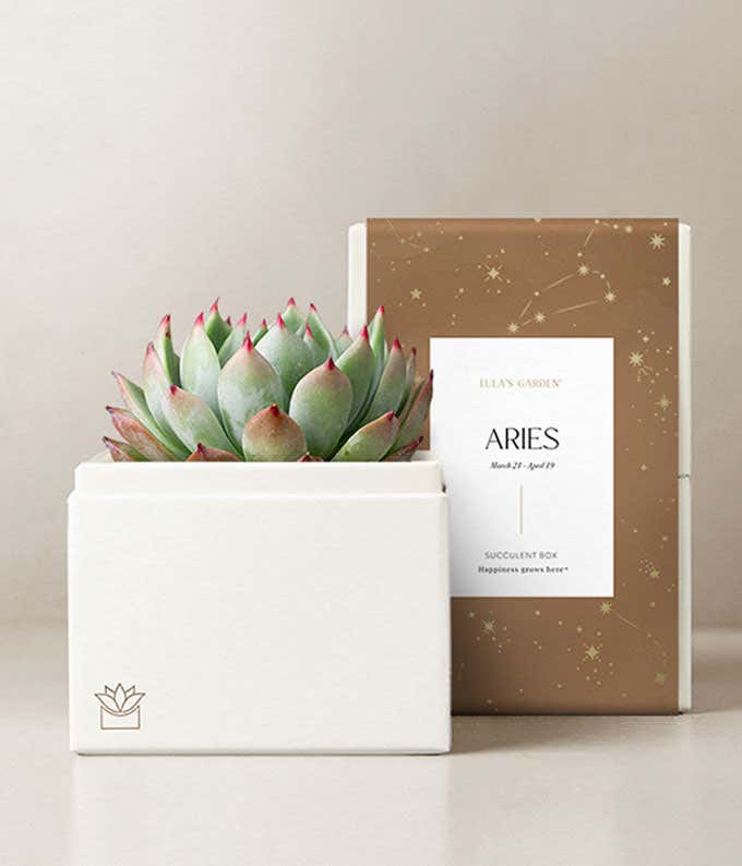 Lula's Garden  Aries Bliss Succulent Garden 