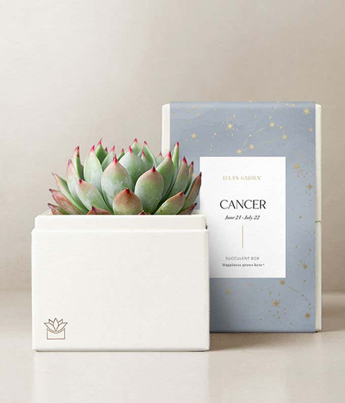 Lula's Garden  Cancer Bliss Succulent Garden 