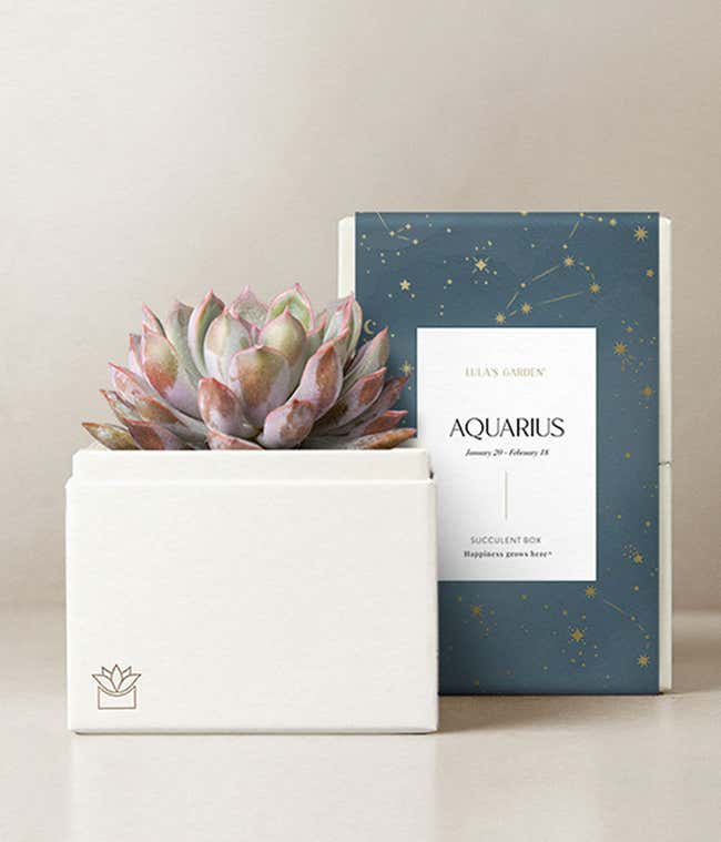 Lula's Garden &reg; Aquarius Bliss Succulent Garden 