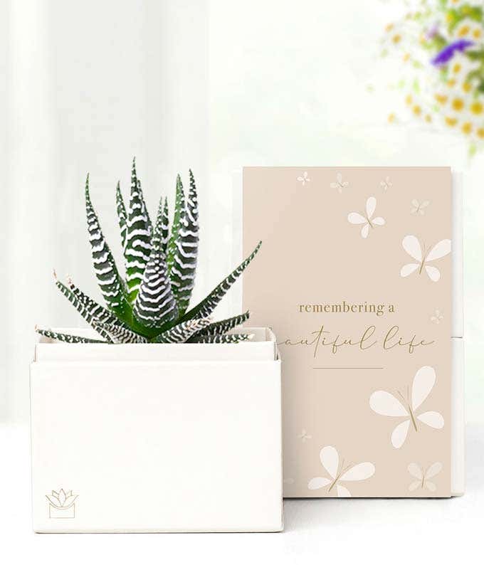 Cherished Memories Lula's Garden  Zebra Succulent Gift 