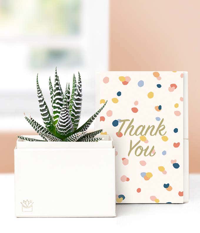 Lula's Garden  Thank You Zebra Succulent Gift