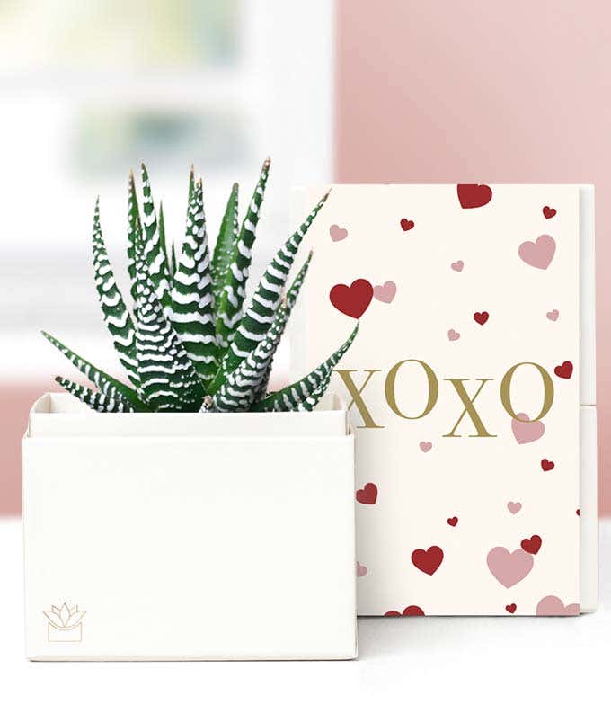 Lula's Garden  XOXO Zebra Succulent Gift