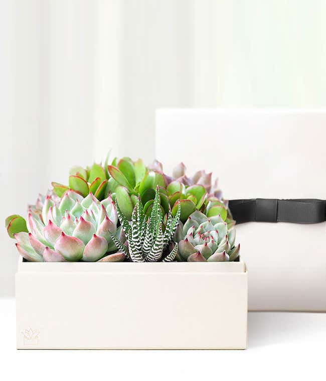 Cherished Memories Lula's Garden &reg; Urban Succulent Gift 