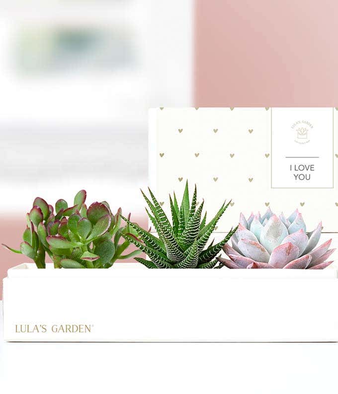 Lula's Garden  I Love You Verdant Succulent Gift