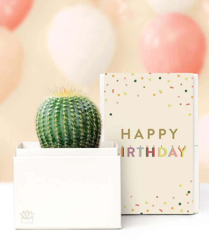 Lula's Garden  Birthday Cactus Succulent Box