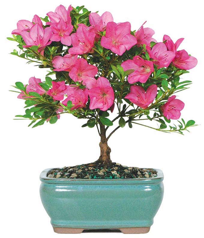  A lovely pink azalea plant, approximately 6-8 inches tall, beautifully presented in a ceramic planter. This charming plant adds a touch of color and elegance to any space.