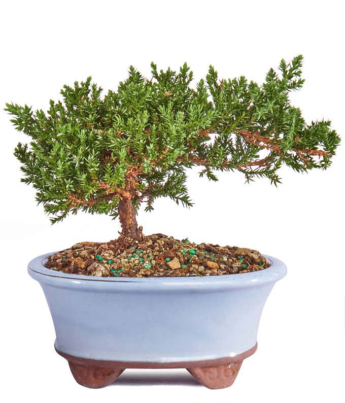 Japanese Juniper Bonsai Tree