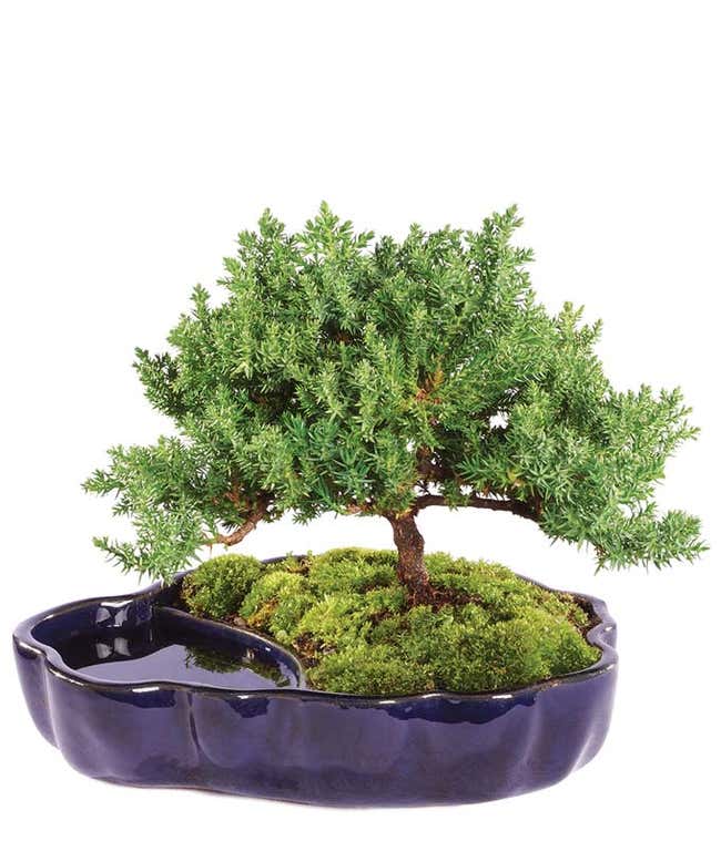 Zen Reflections Juniper Bonsai Plant