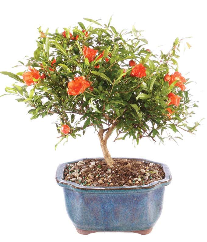 A pomegranate tree in a ceramic planter, approximately 6-10 inches tall, presented in a gift box.