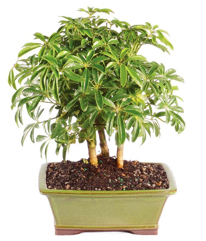 Hawaiian Umbrella Bonsai