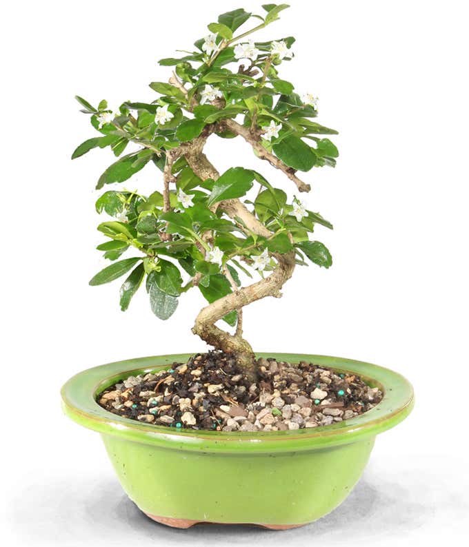 Fukien Tea Bonsai Tree