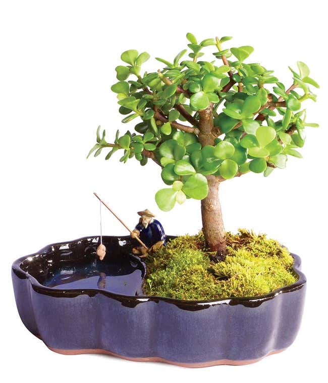 A jade bonsai plant, approximately 4-8 inches tall, in a Zen water pool ceramic planter.