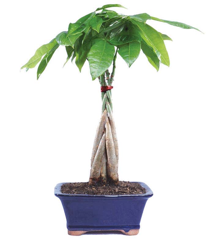 Money Tree Bonsai