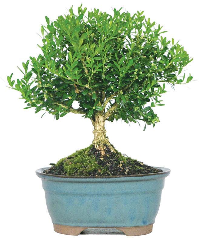 Harland Boxwood Bonsai Tree