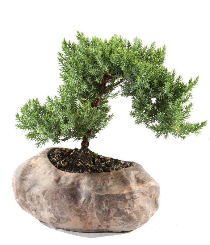 Juniper Bonsai in Rock Planter