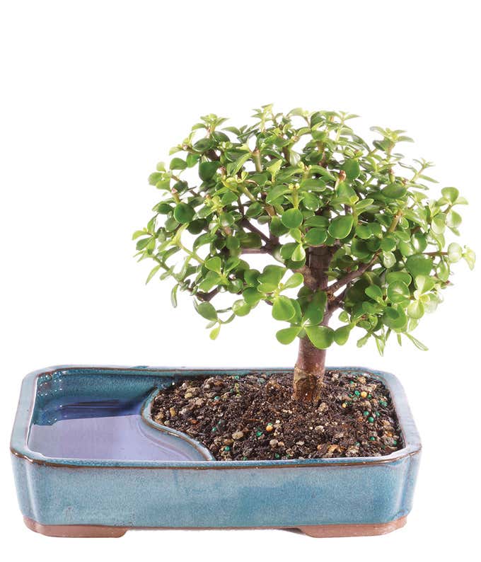 Dwarf Jade Bonsai in Reflection Planter