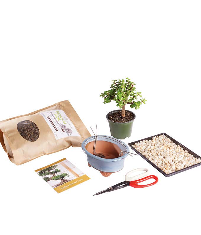 Dwarf Jade Bonsai Kit