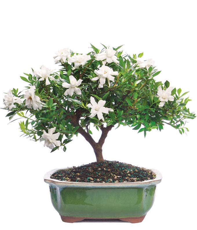 Premium Gardenia Bonsai