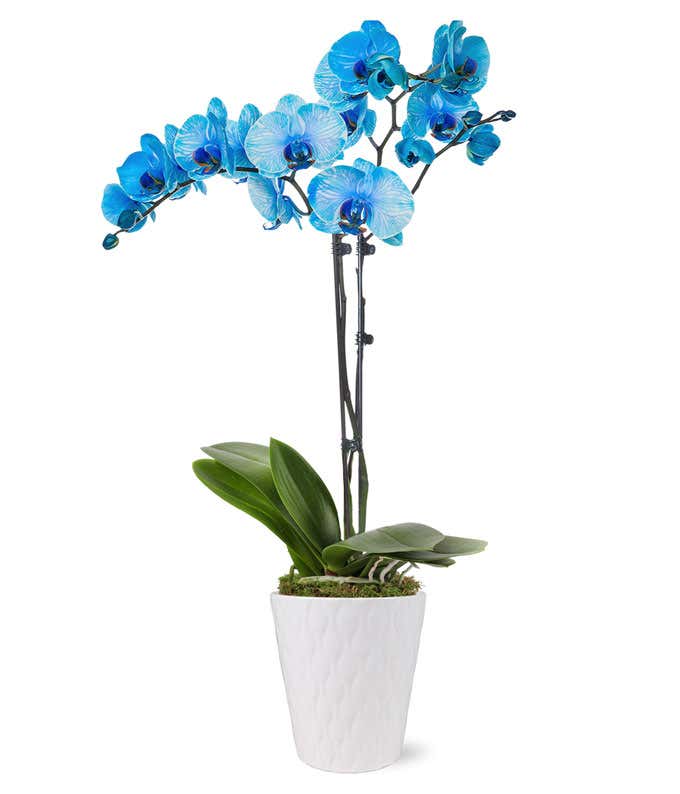 Blue orchid for delivery