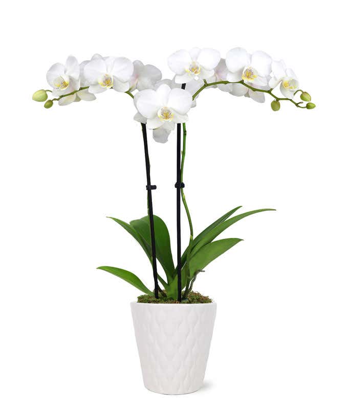 Tall double white orchid plant