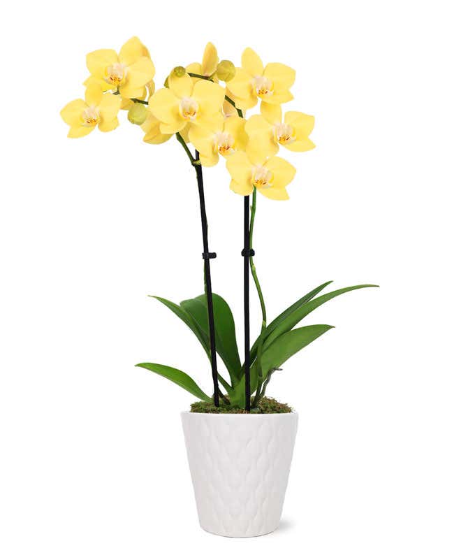 A yellow-colored orchid plant in a 3-inch diameter ceramic pot.