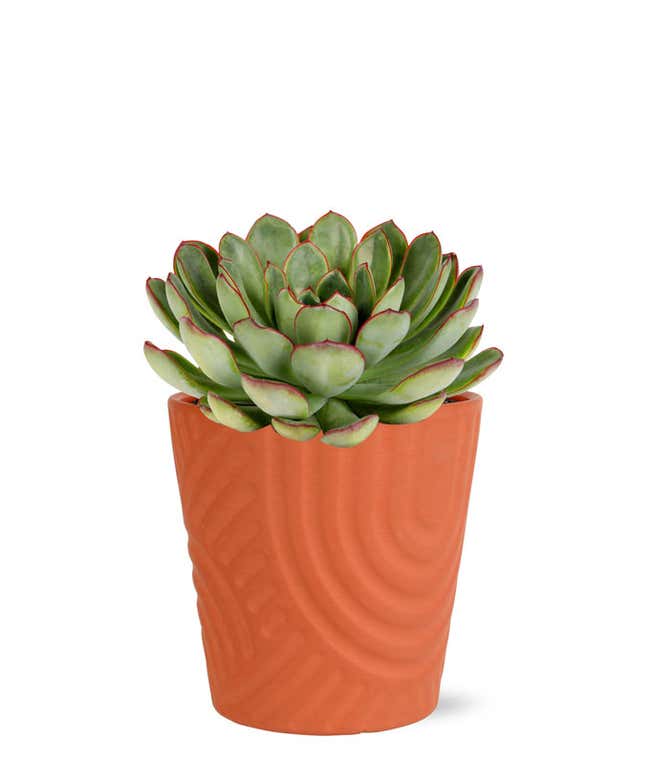 Succulent for delivery